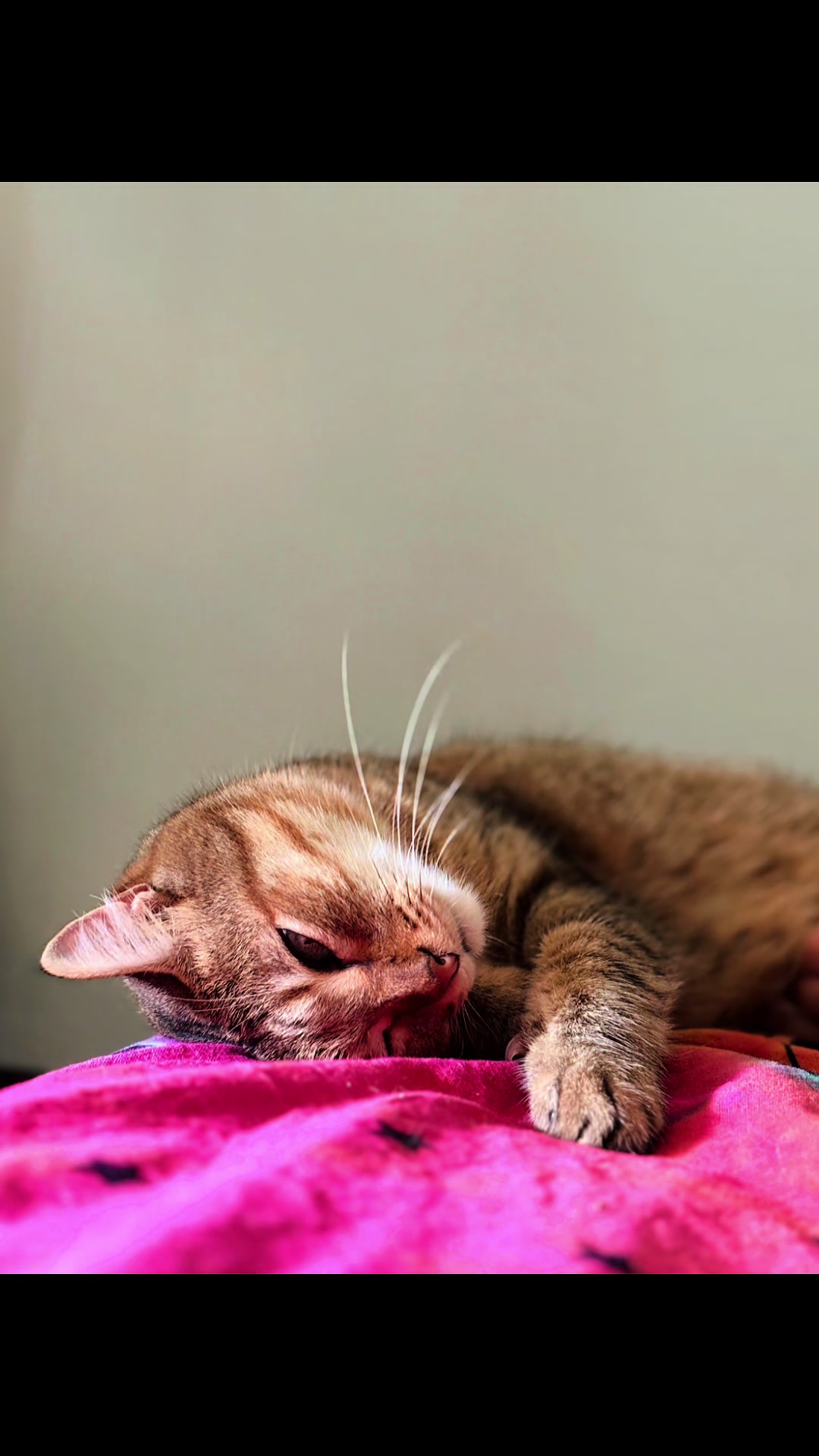 @Life with Kokoro the cat