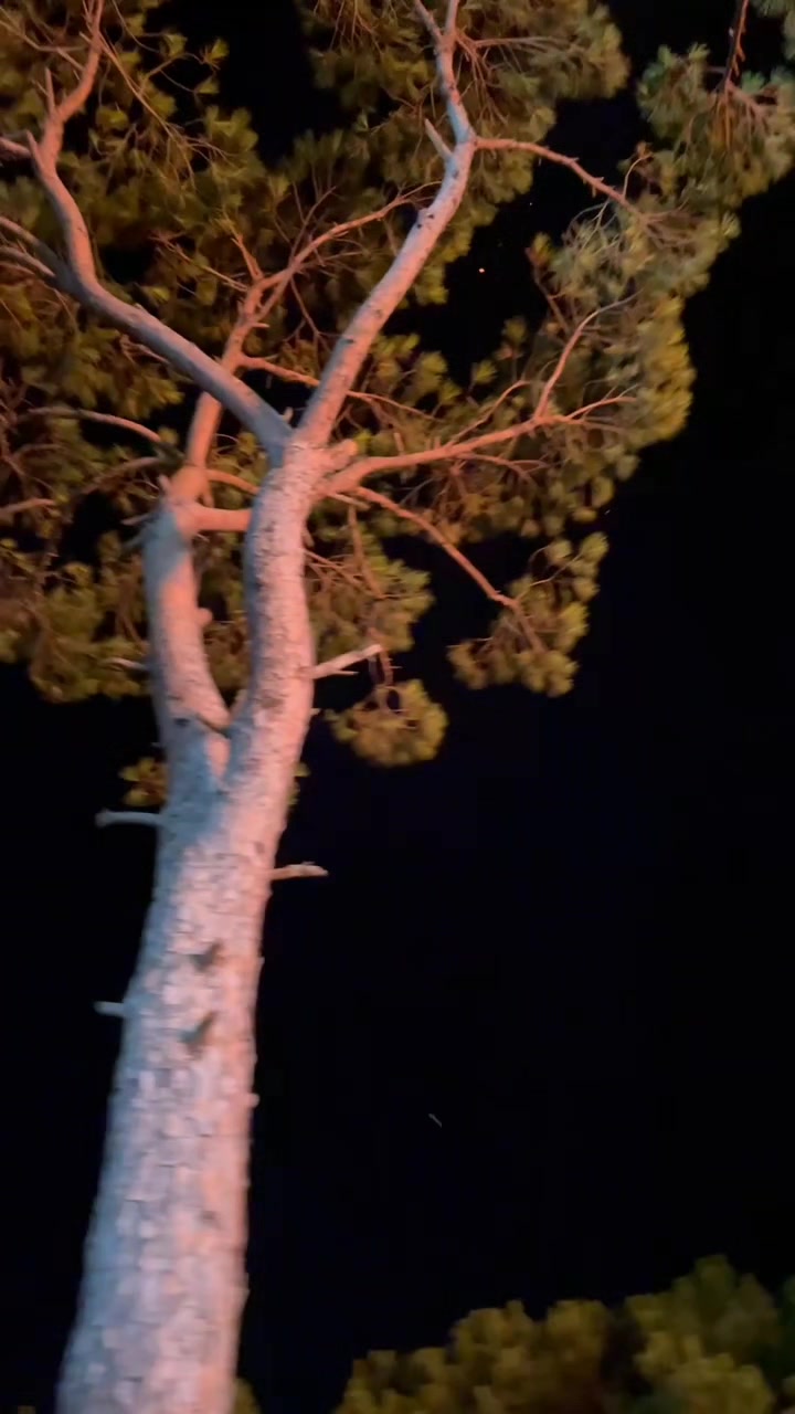 @𐙚˚࿔ 𝐒𝐔𝐍𝐅𝐋𝐎𝐖𝐄𝐑