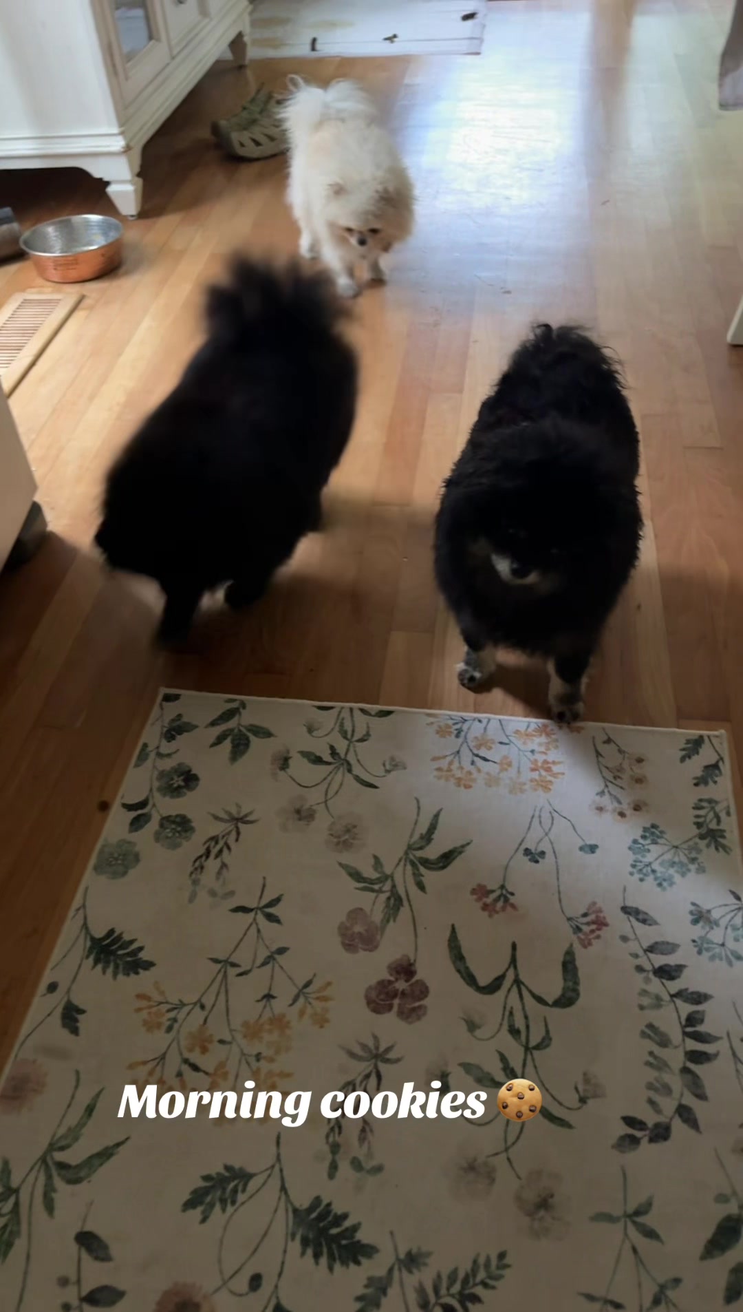 @Fingerlakes Pomeranians