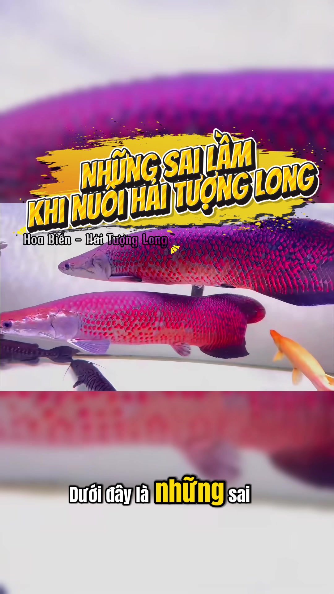 @Hoa Biển - Hải Tượng Long