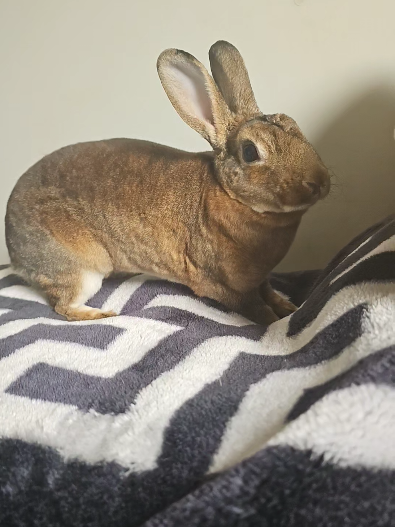 @🐇❤️