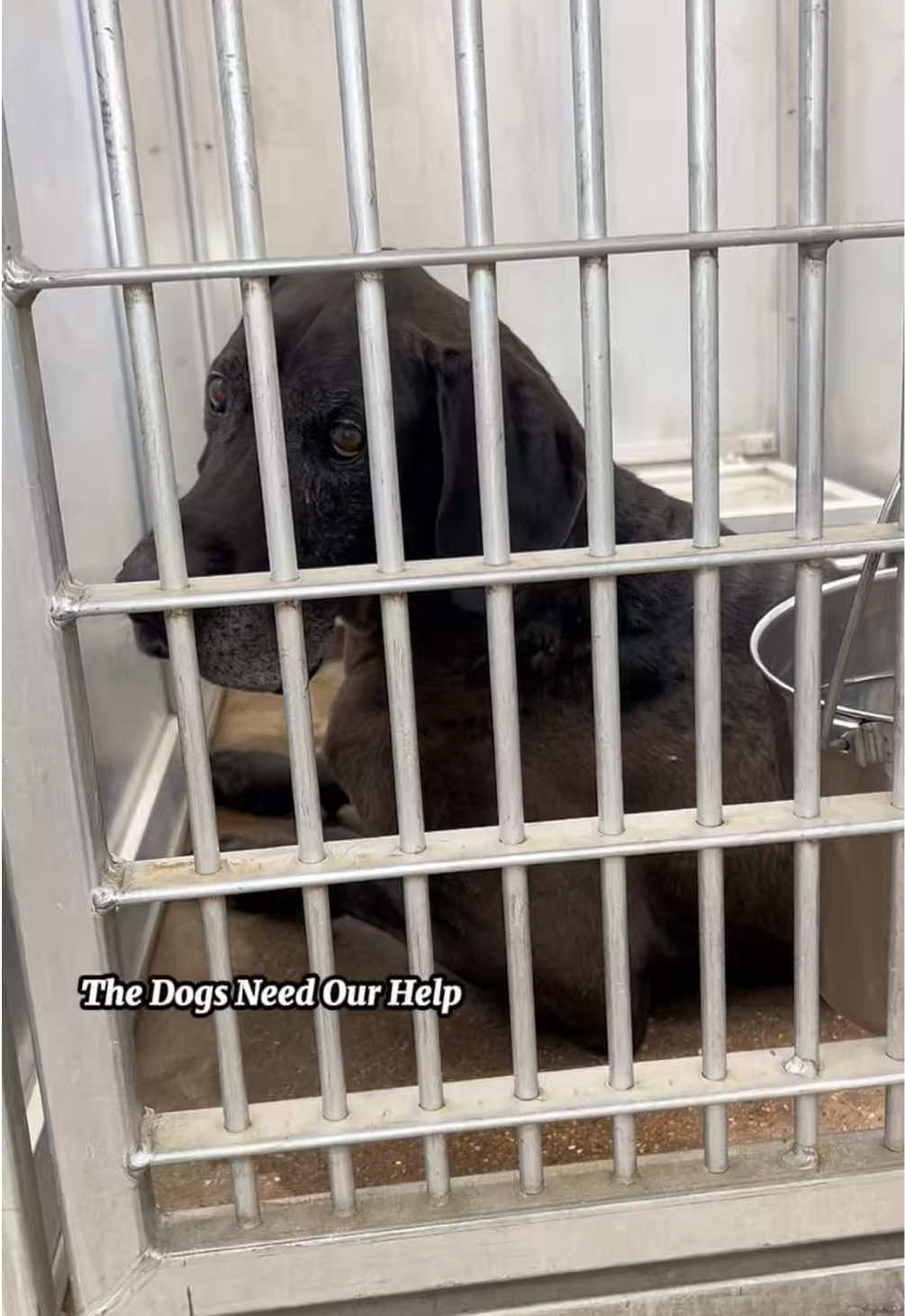 @The Dogs Need Our Help