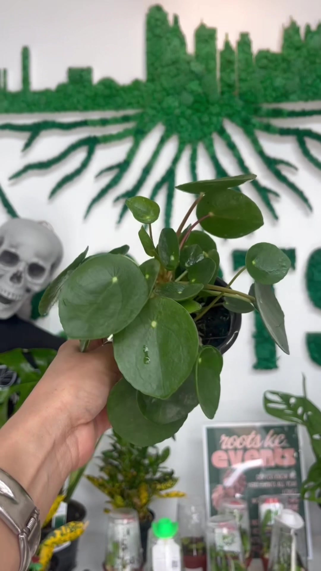 @Rootskc