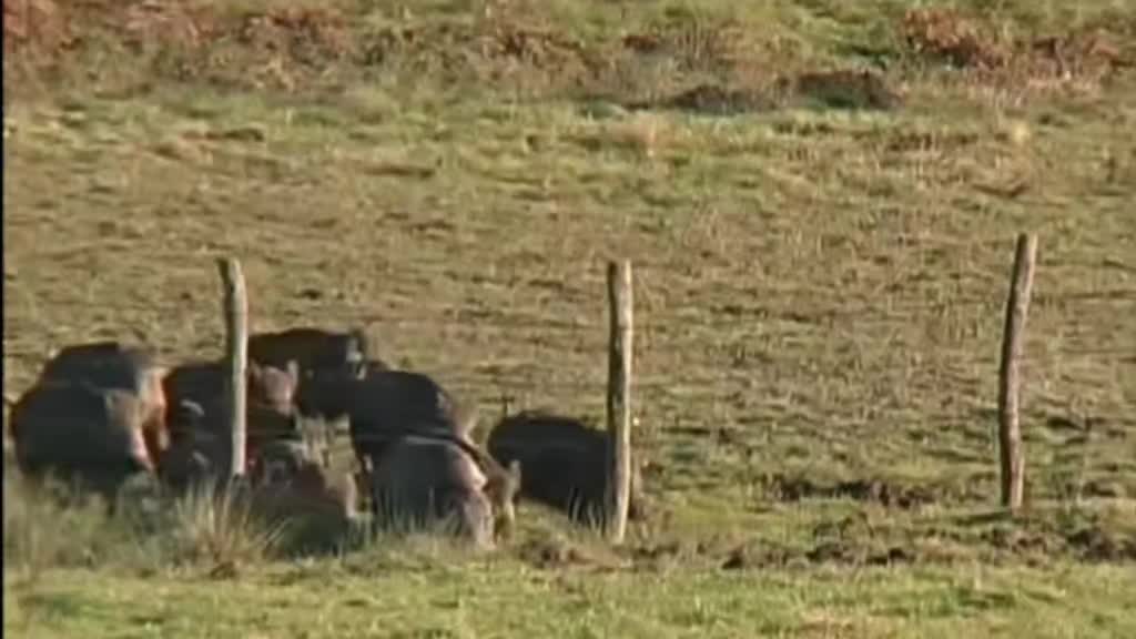 @il cinghiale di tiktok