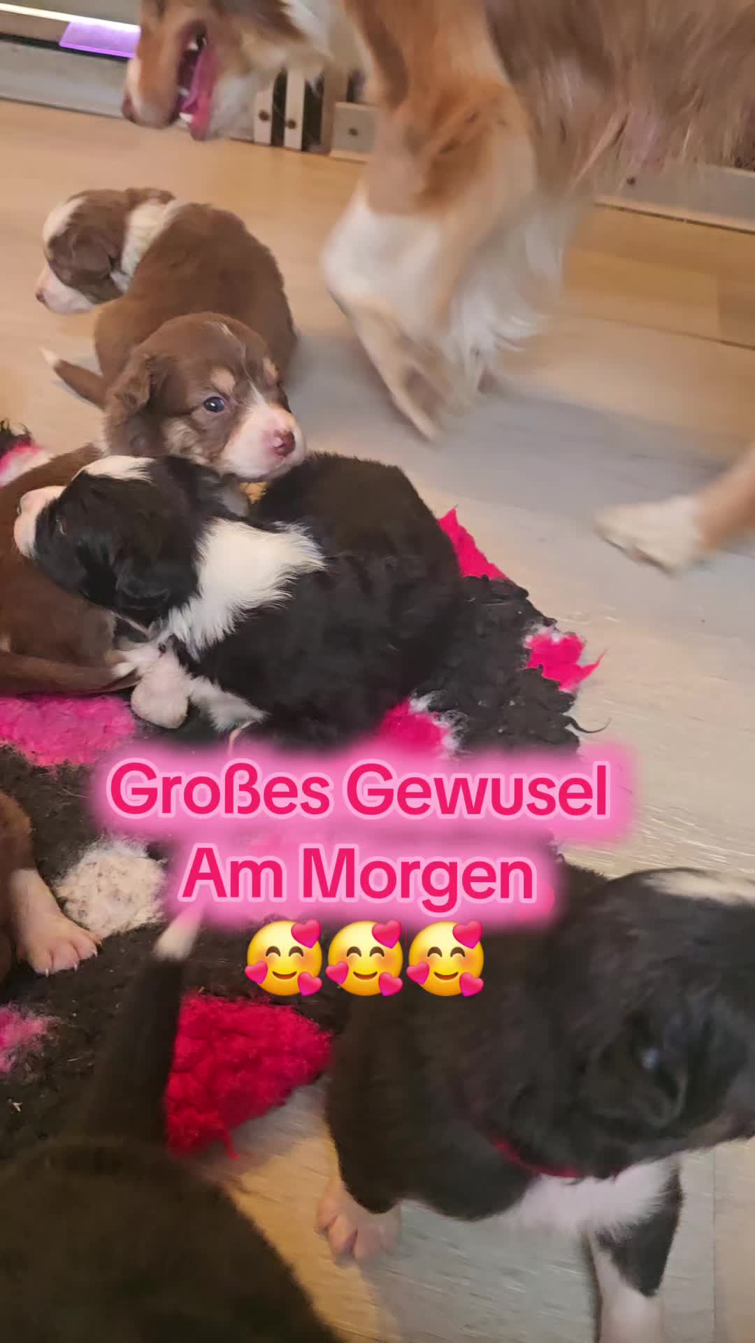 @PinkParadise Zucht