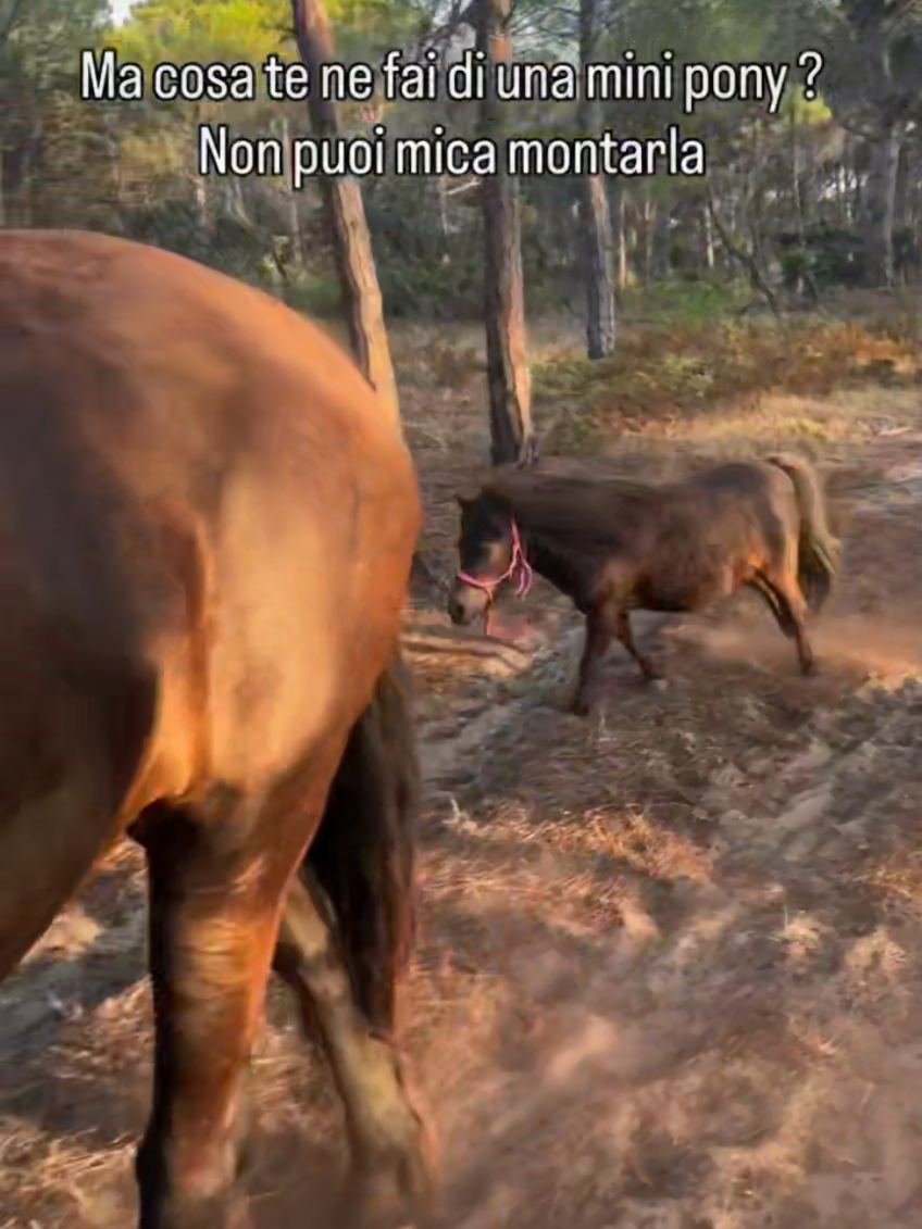 @streamhorse