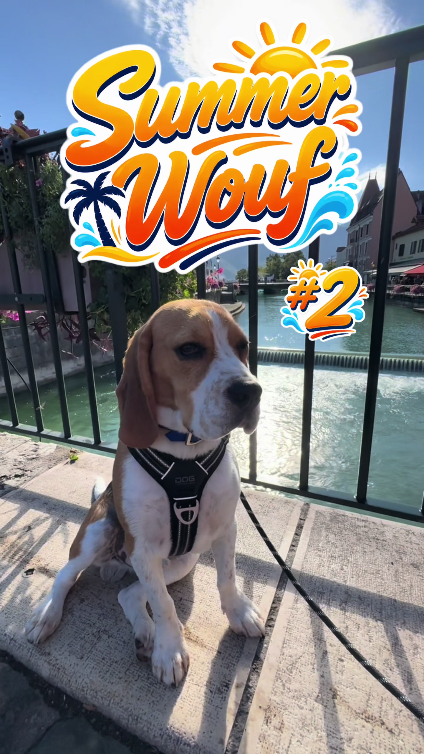 @Asko le Beagle💙
