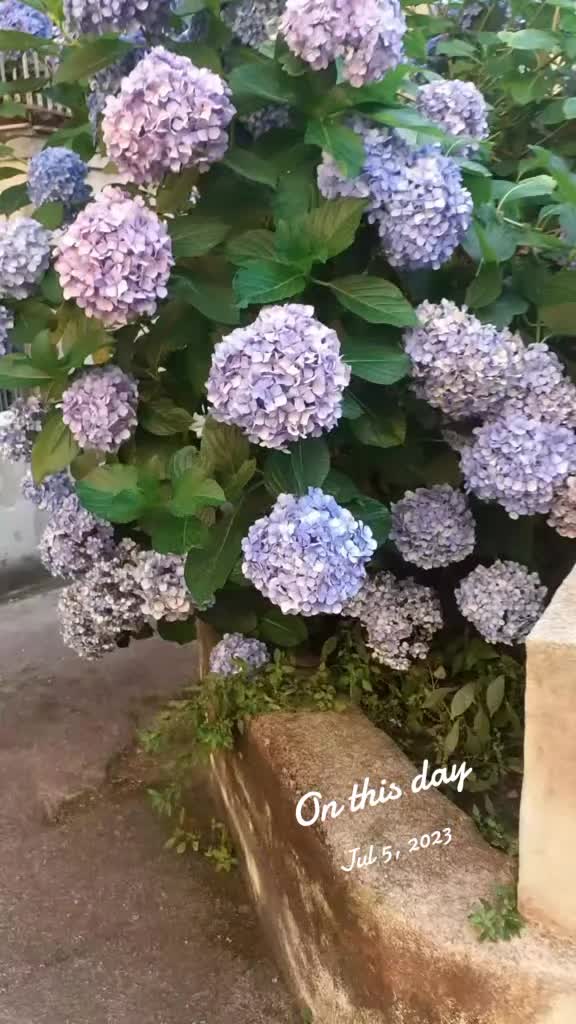 @🇱🇰🇮🇹🦋 pinkeis FS beauty
