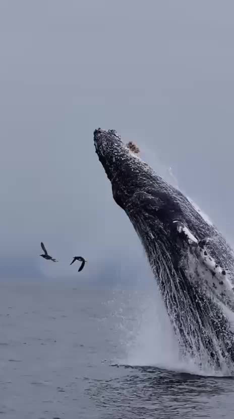 @🐈🕊Wild Life 🦜🦢