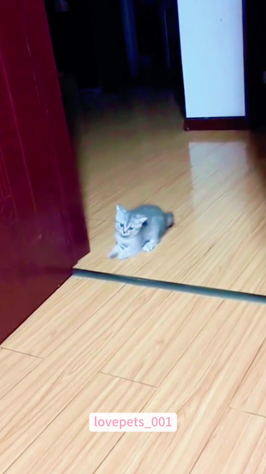 @lovepets_001