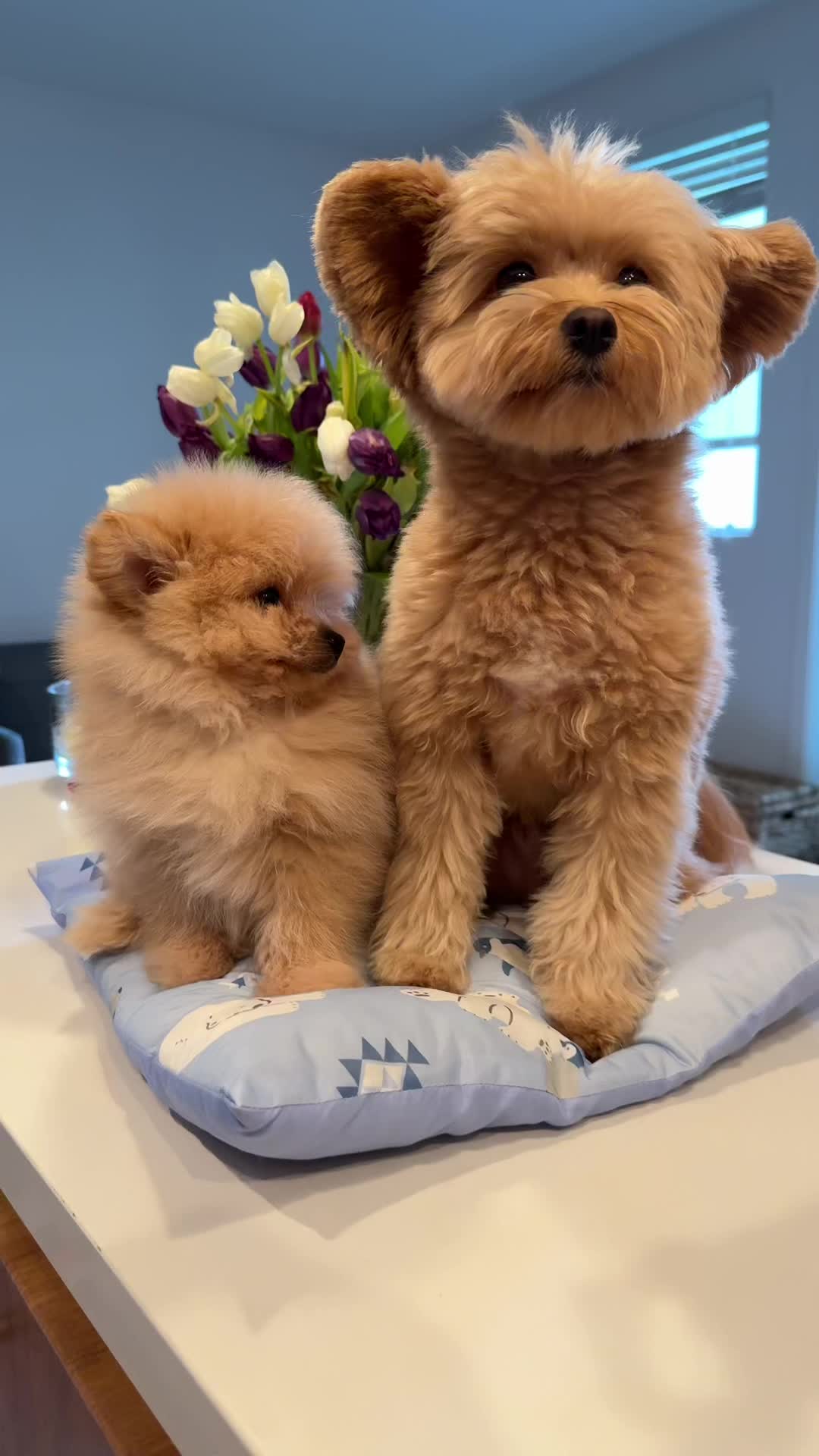@pomapoo.barney