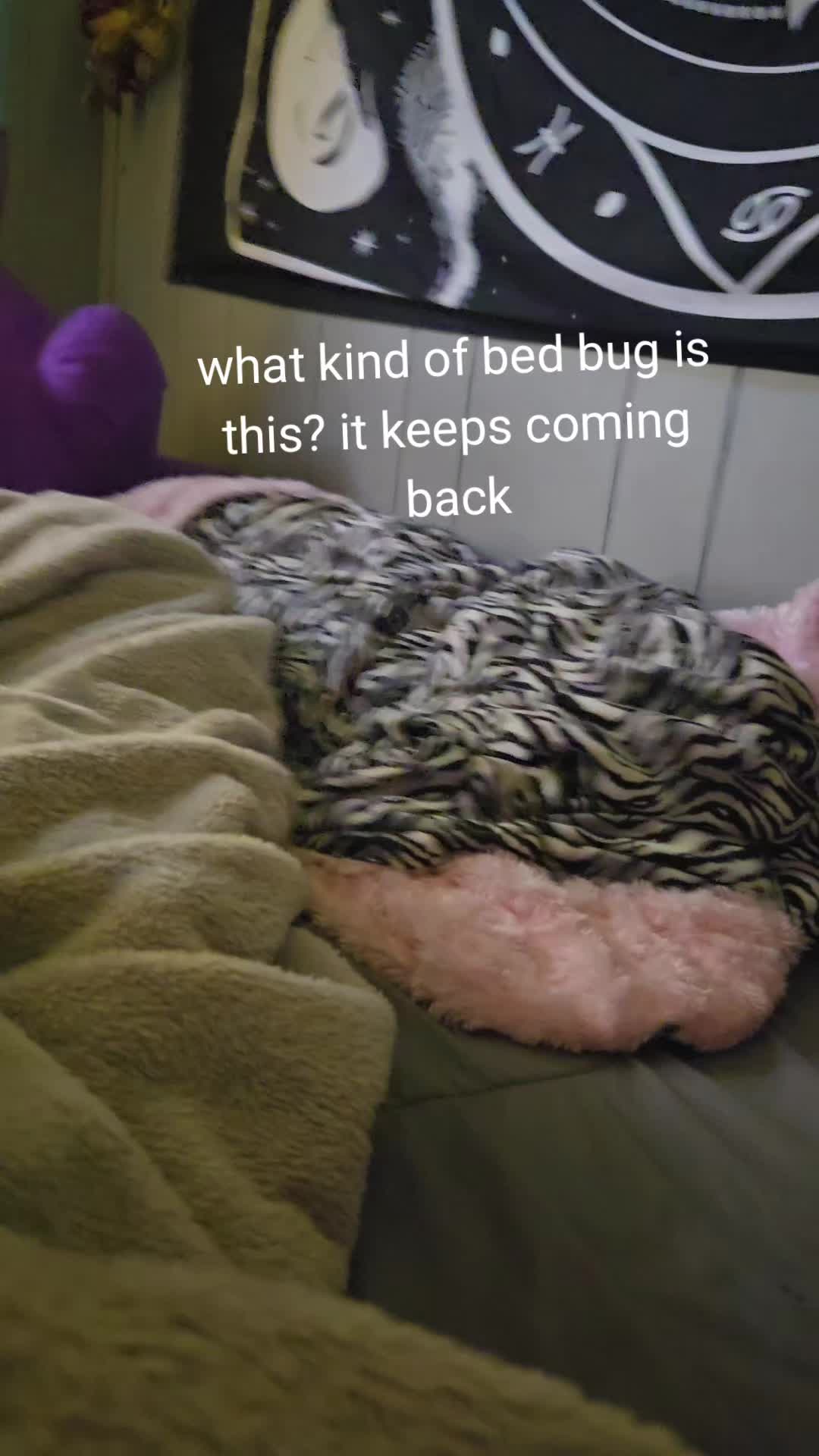 @Vaeda