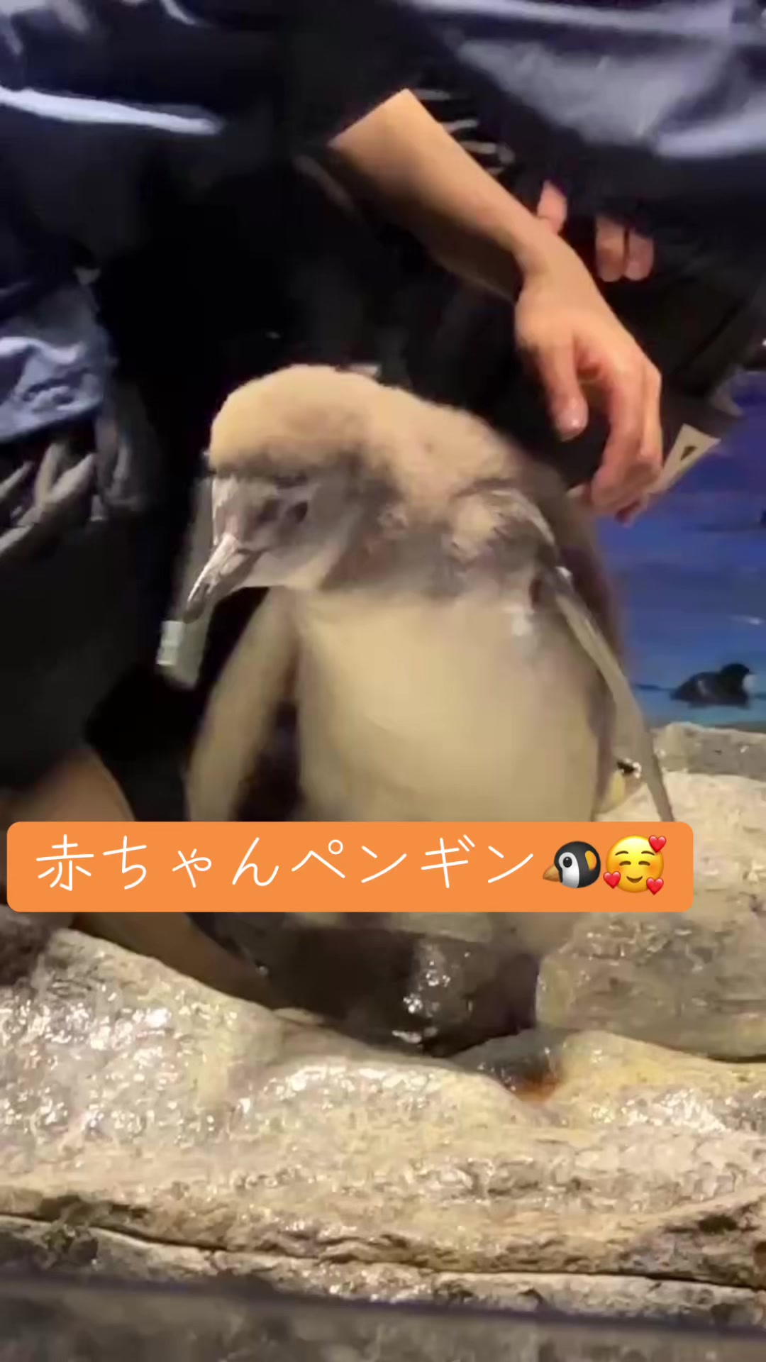 @たまクラ🪼🌙(`・ω・´)ゞ