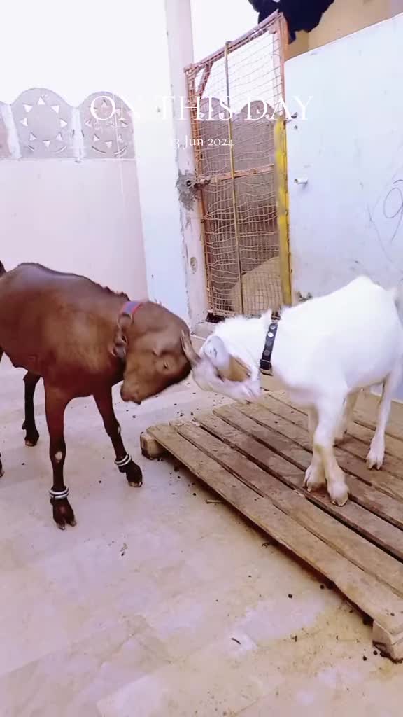 @Mustafa Goats