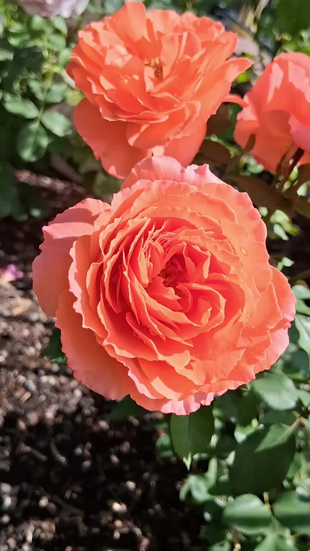 @RoseGardenMT