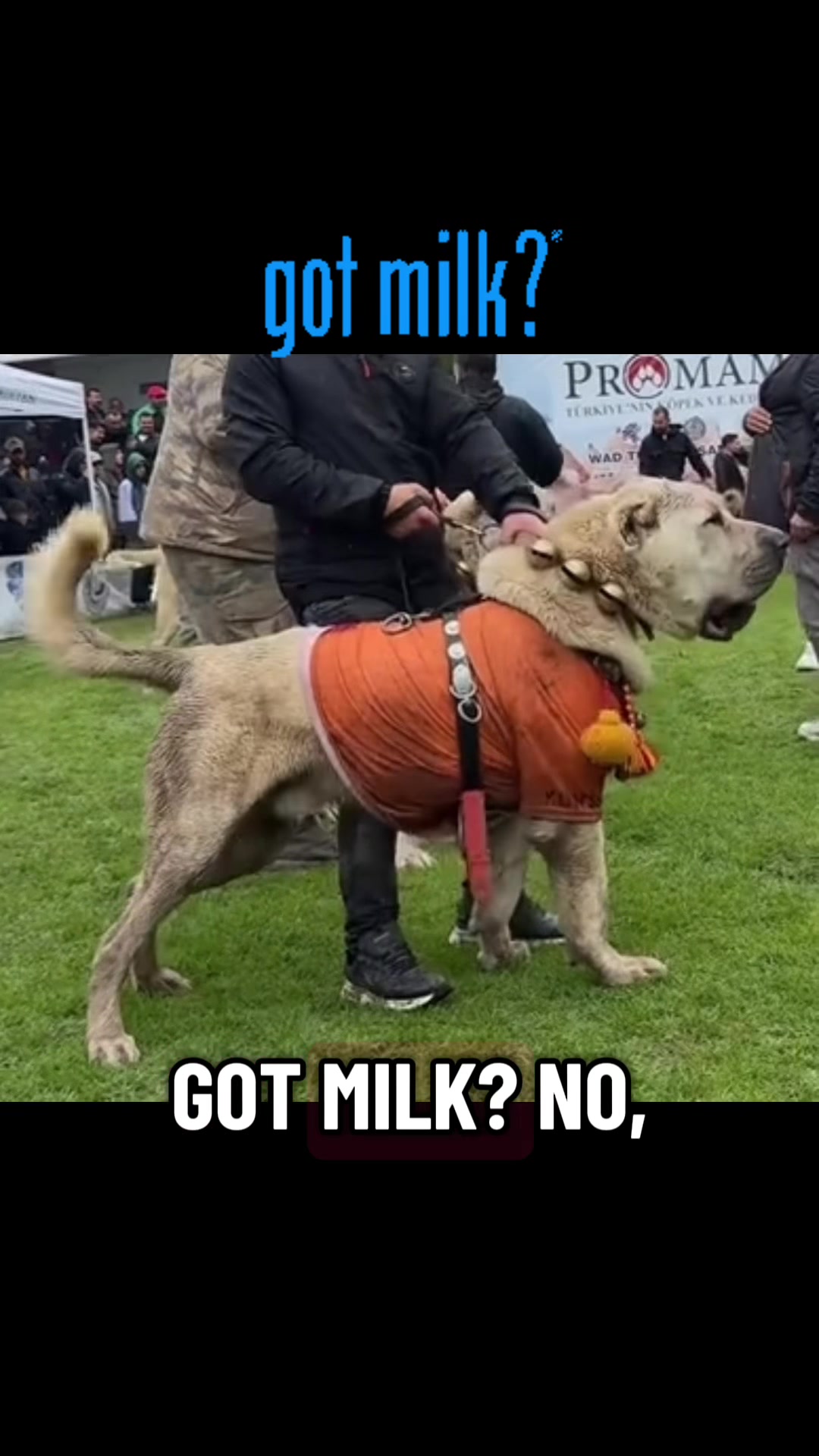 @Ultimate Puppies