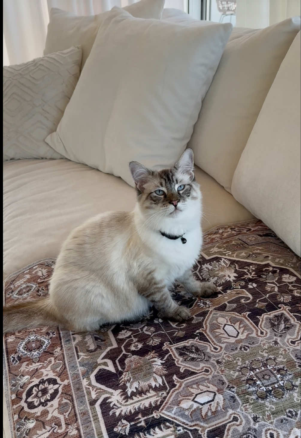 @Lovewag Pets