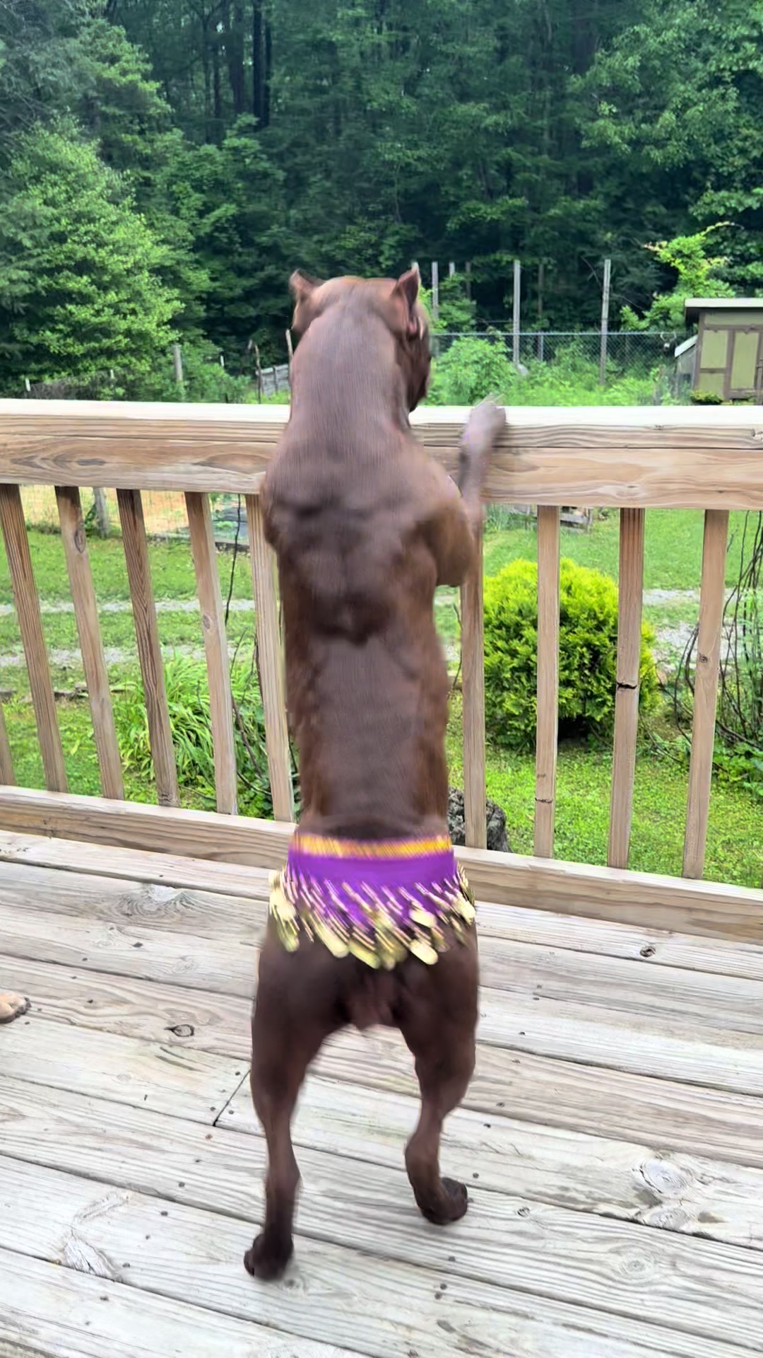 @Mount_Ruckus_Kennels