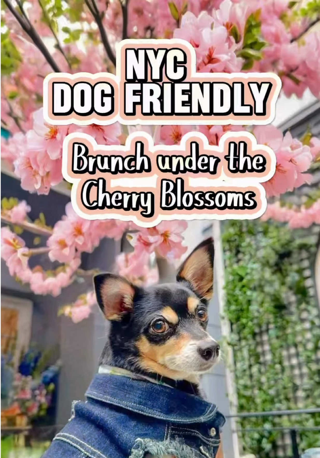 @nycdogadventures