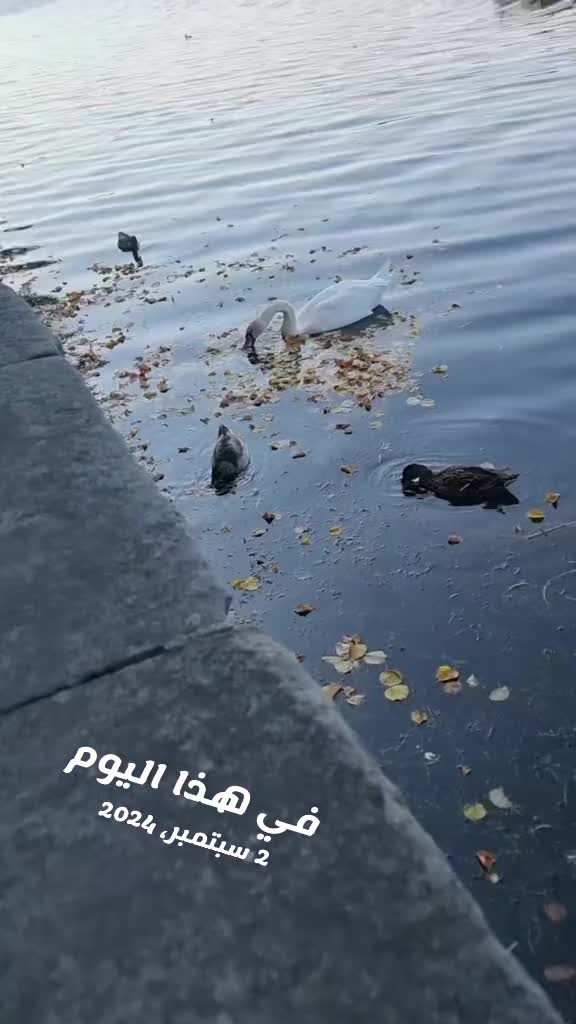 @ام عبوده