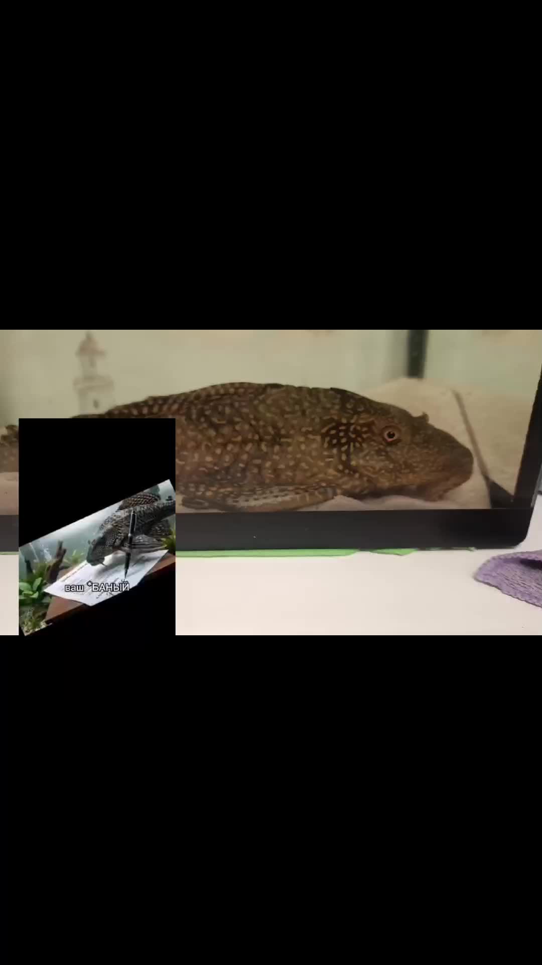 @𝕬𝖎𝖉𝖊𝖓 𝕳𝔞𝔨𝔦𝖒𝔬𝔣𝔣