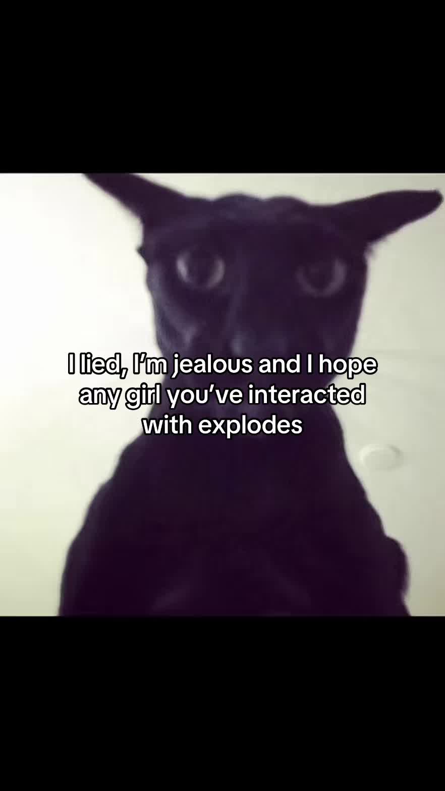 @LavanderCat