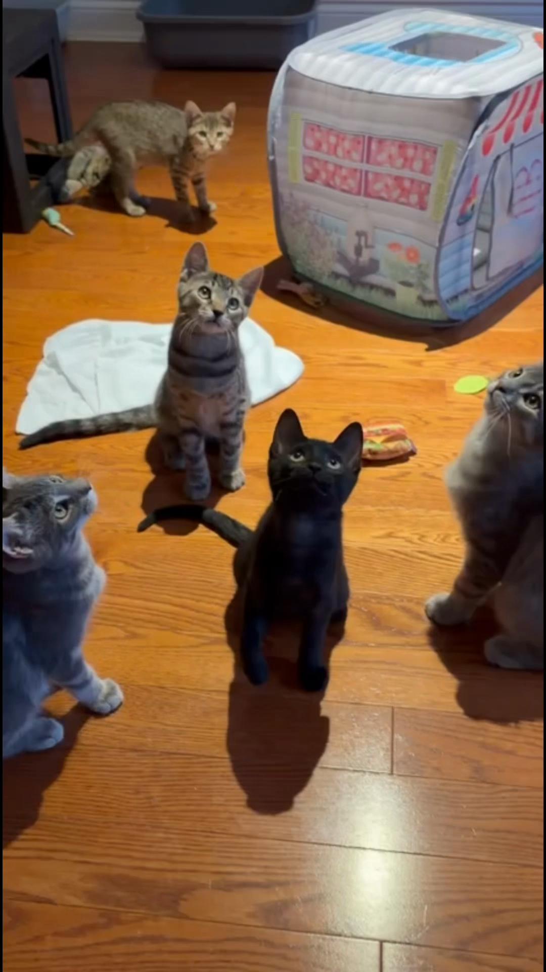 @North Toronto Cat Rescue