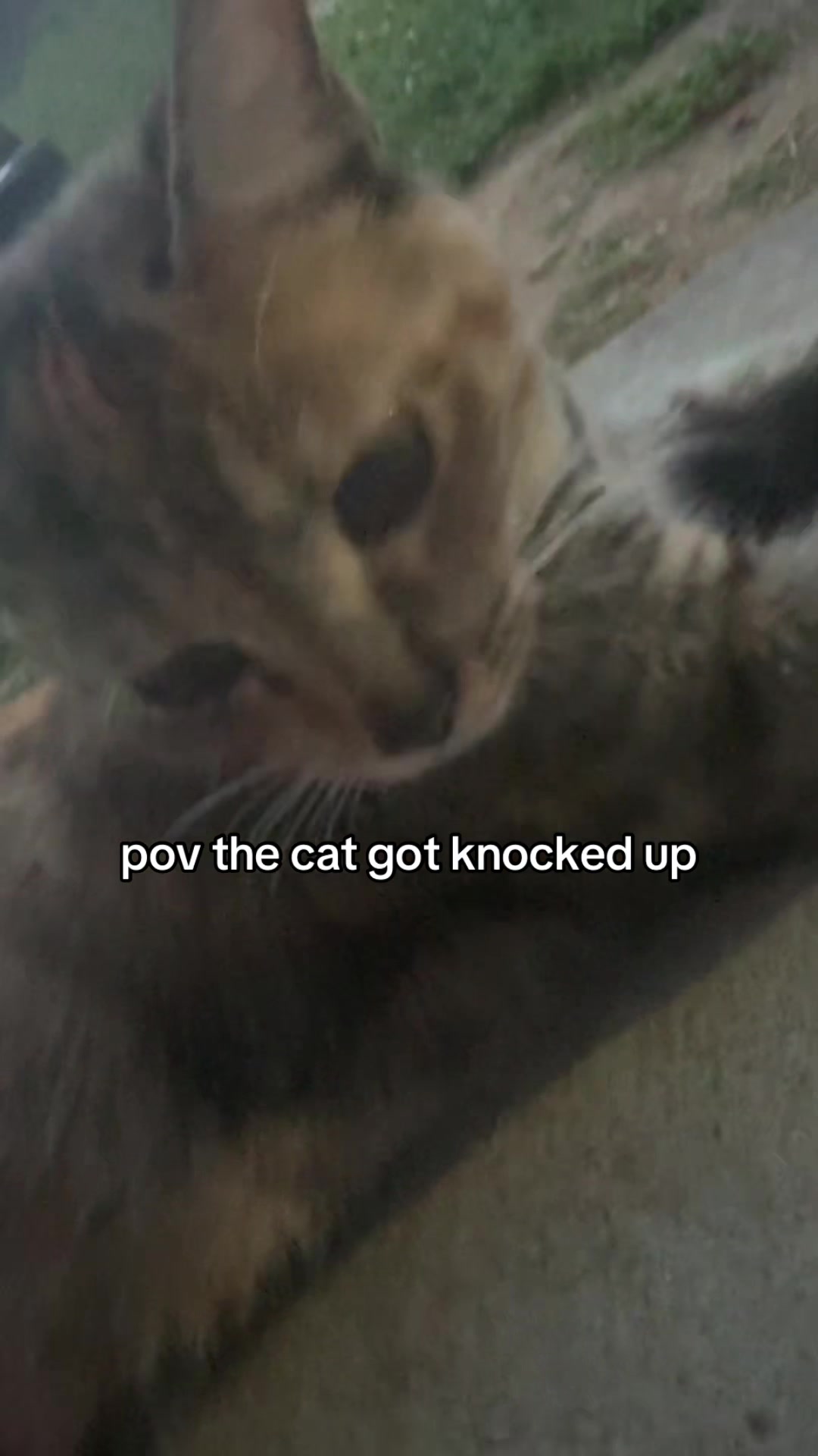 @calynn😻