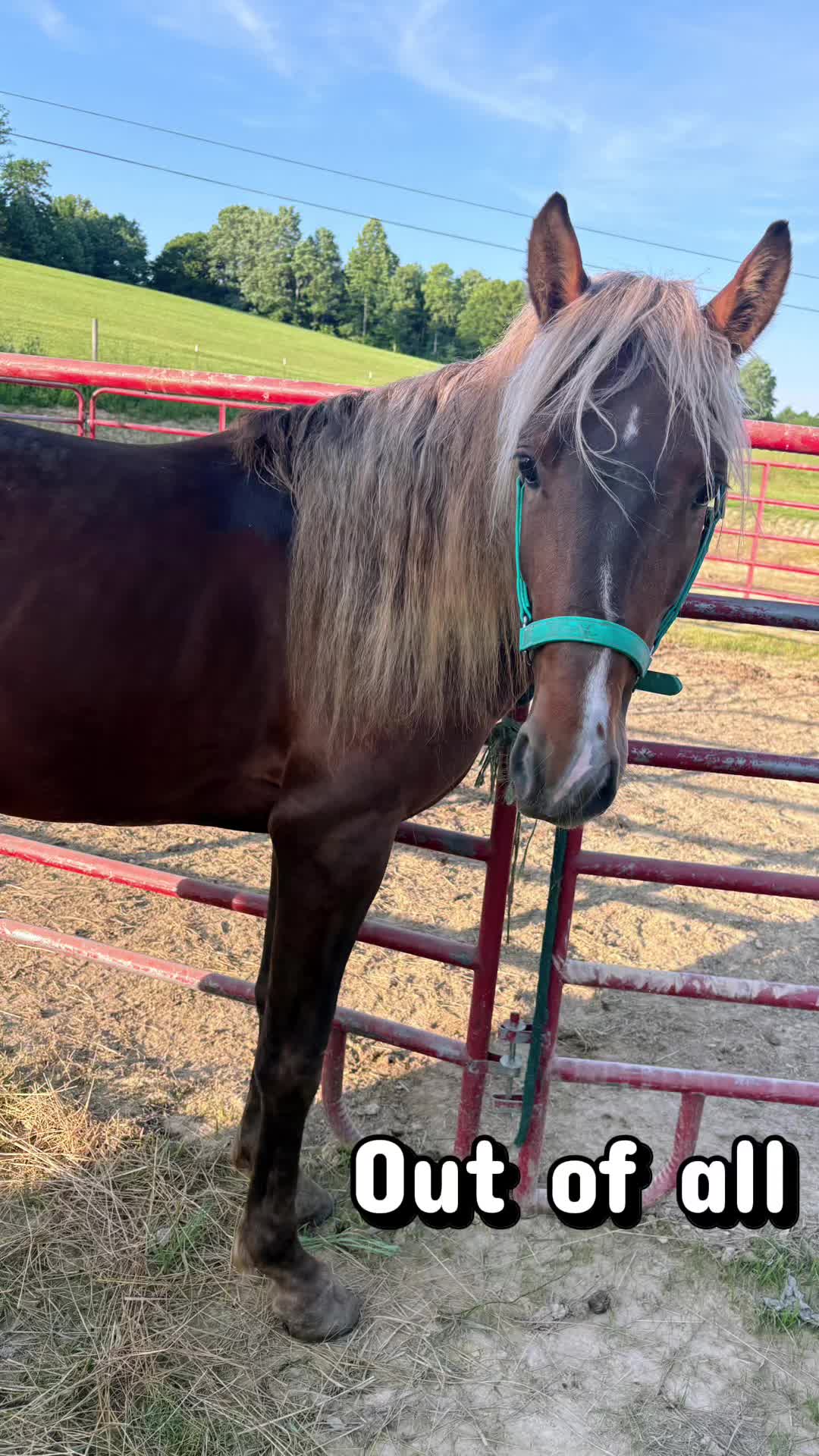 @Libby🐾❤️🐴