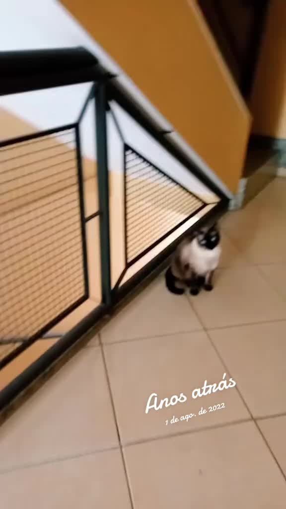 @O GATO ZEZÉ