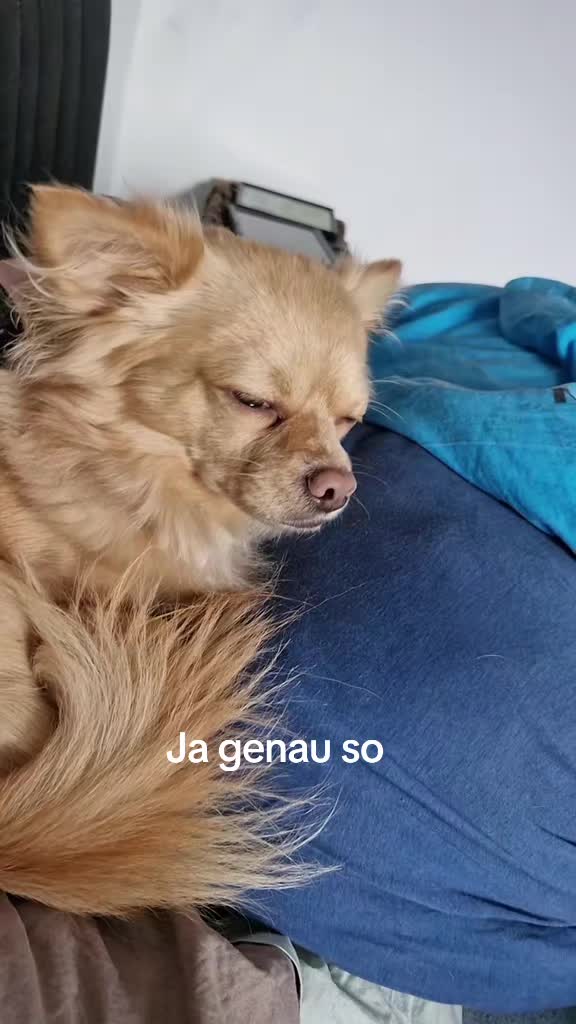 @Katinka, Peach 🐴 und Toffee🐶
