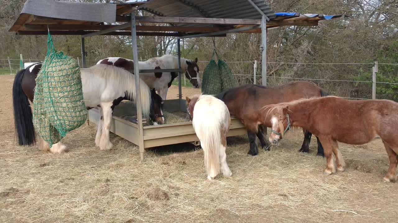 @💞🐴 Madeleine 🐴💞