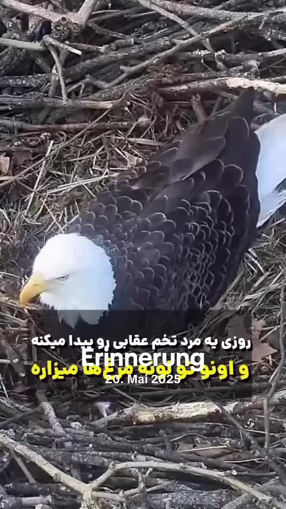 @bavar__kasit__1