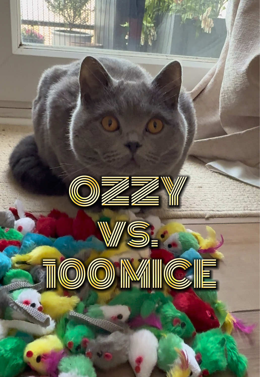 @Ozzy Boi