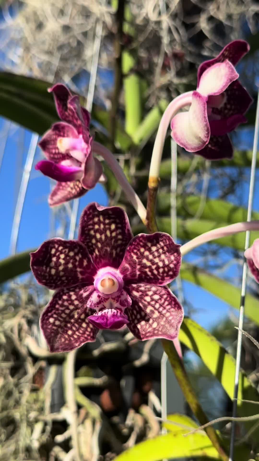 @Migs | Orchids ๐ธ
