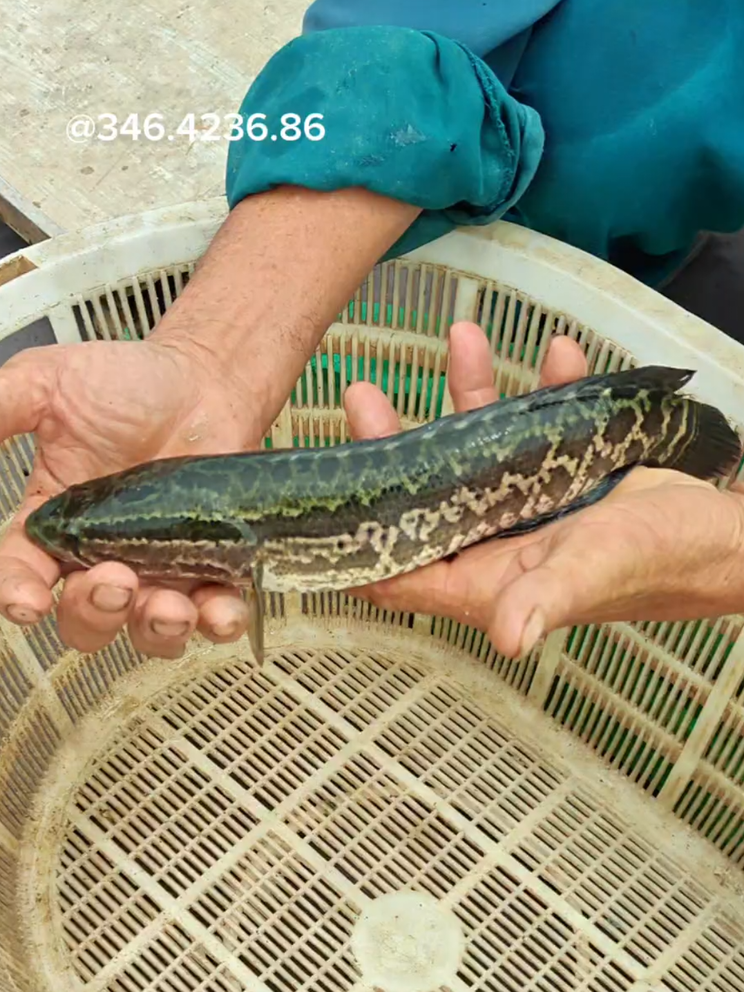 @Cá Chuối Hoa