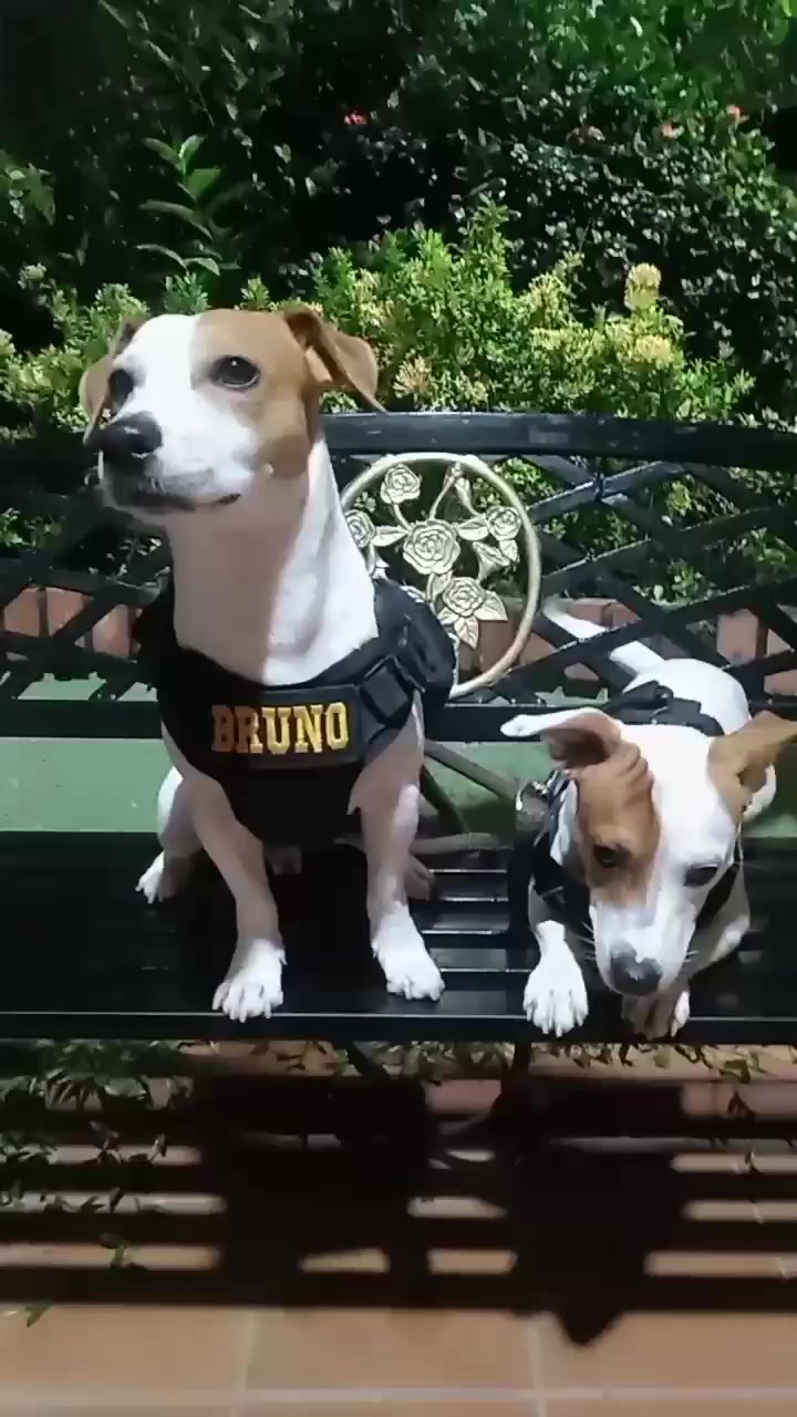 @BRUNO Y MAILO JACKRUSSEL