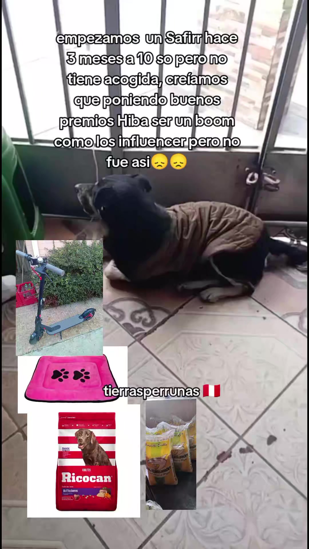 @Asociaci&oacute;n T.Perrunas🐕🐈🇵🇪