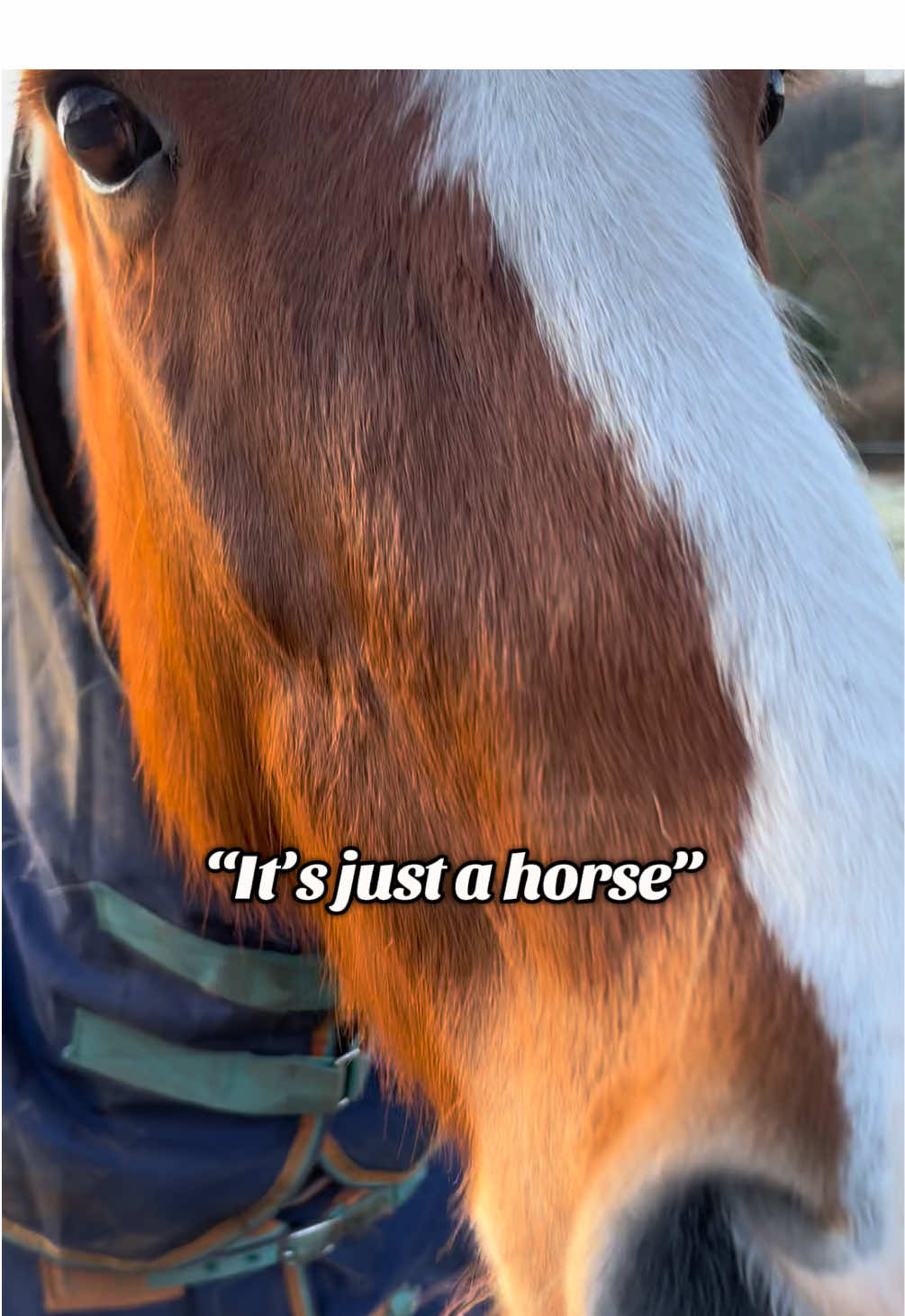 @Jess 🧠🐴🌱🐶