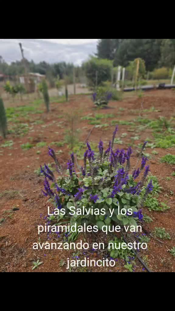 @Por ahi .....