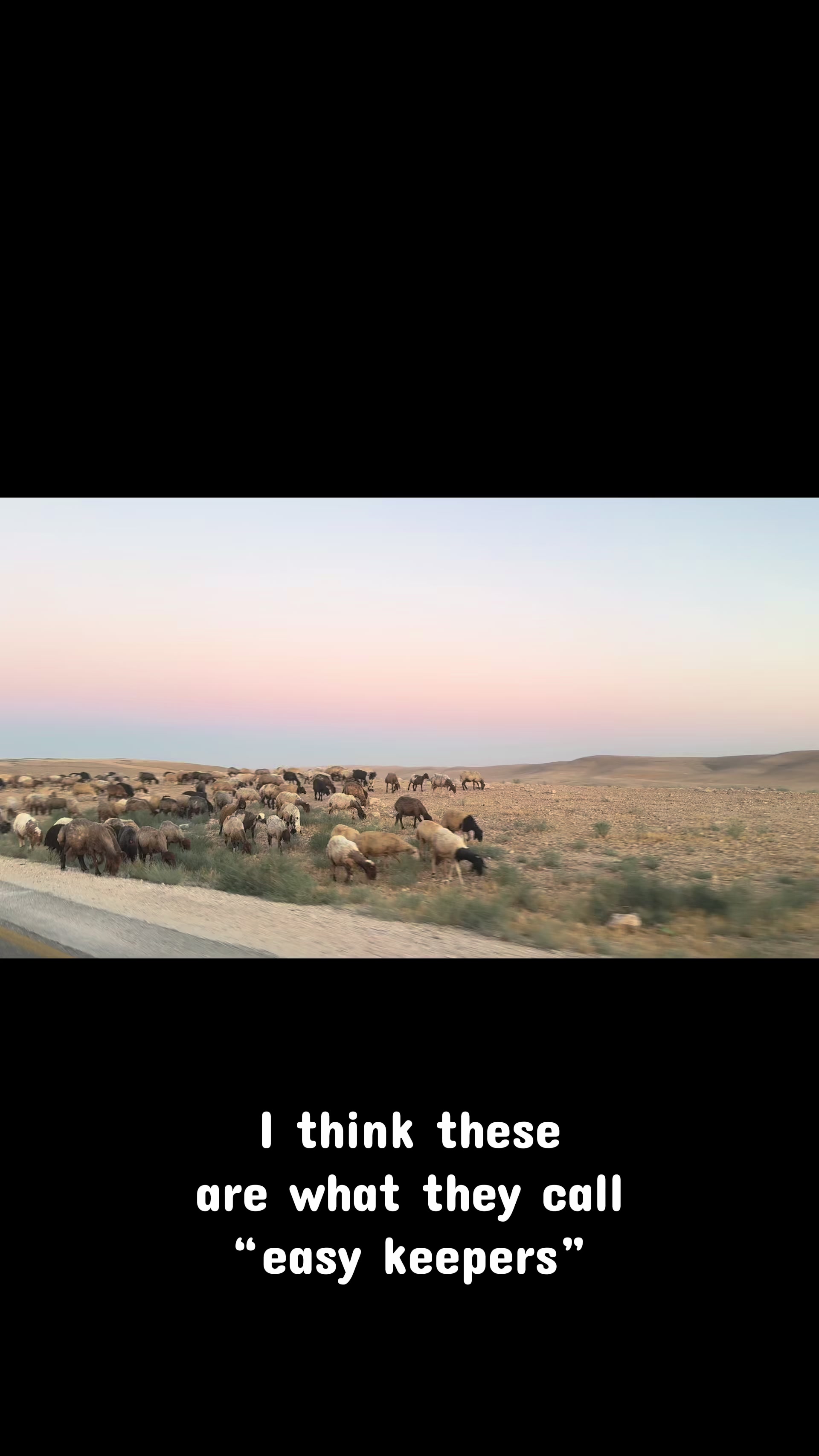 @Flat Rock Cattle Co