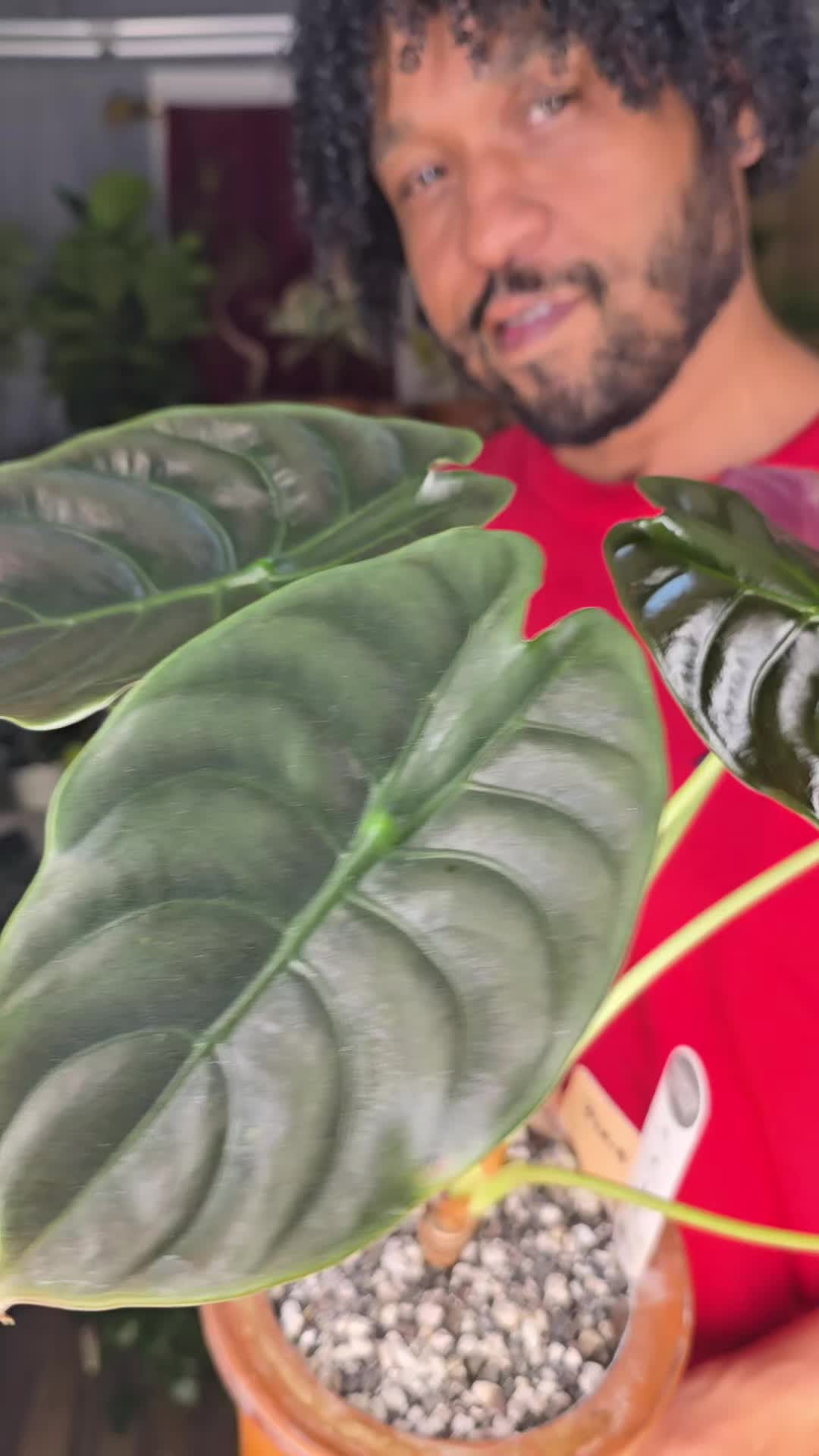 @JT - BigEGOPlants