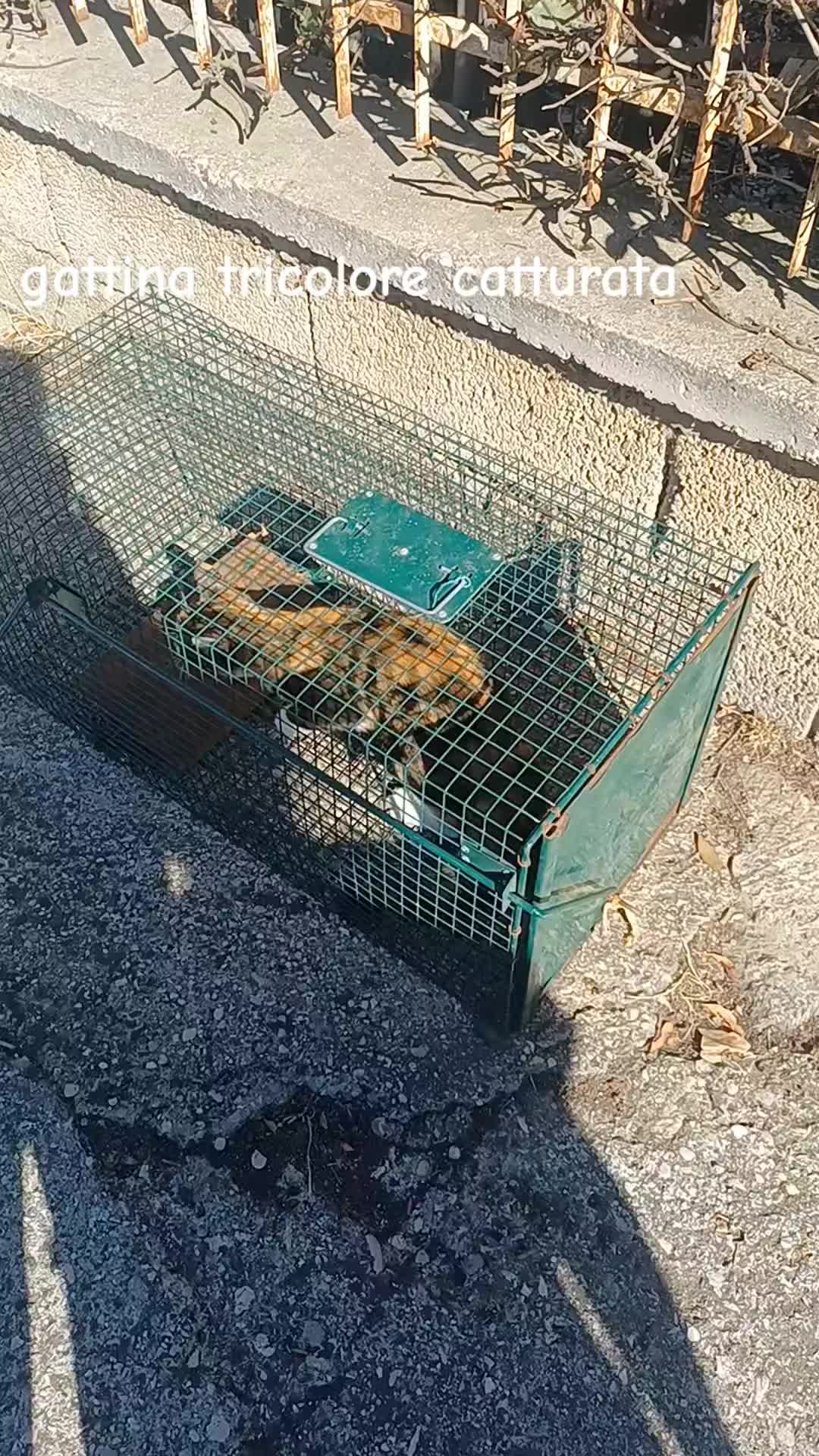@amica dei gatti