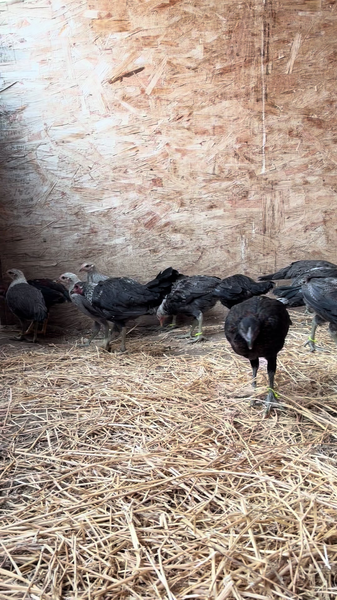 @A.MENDOZA.FARM.USA 74HWY
