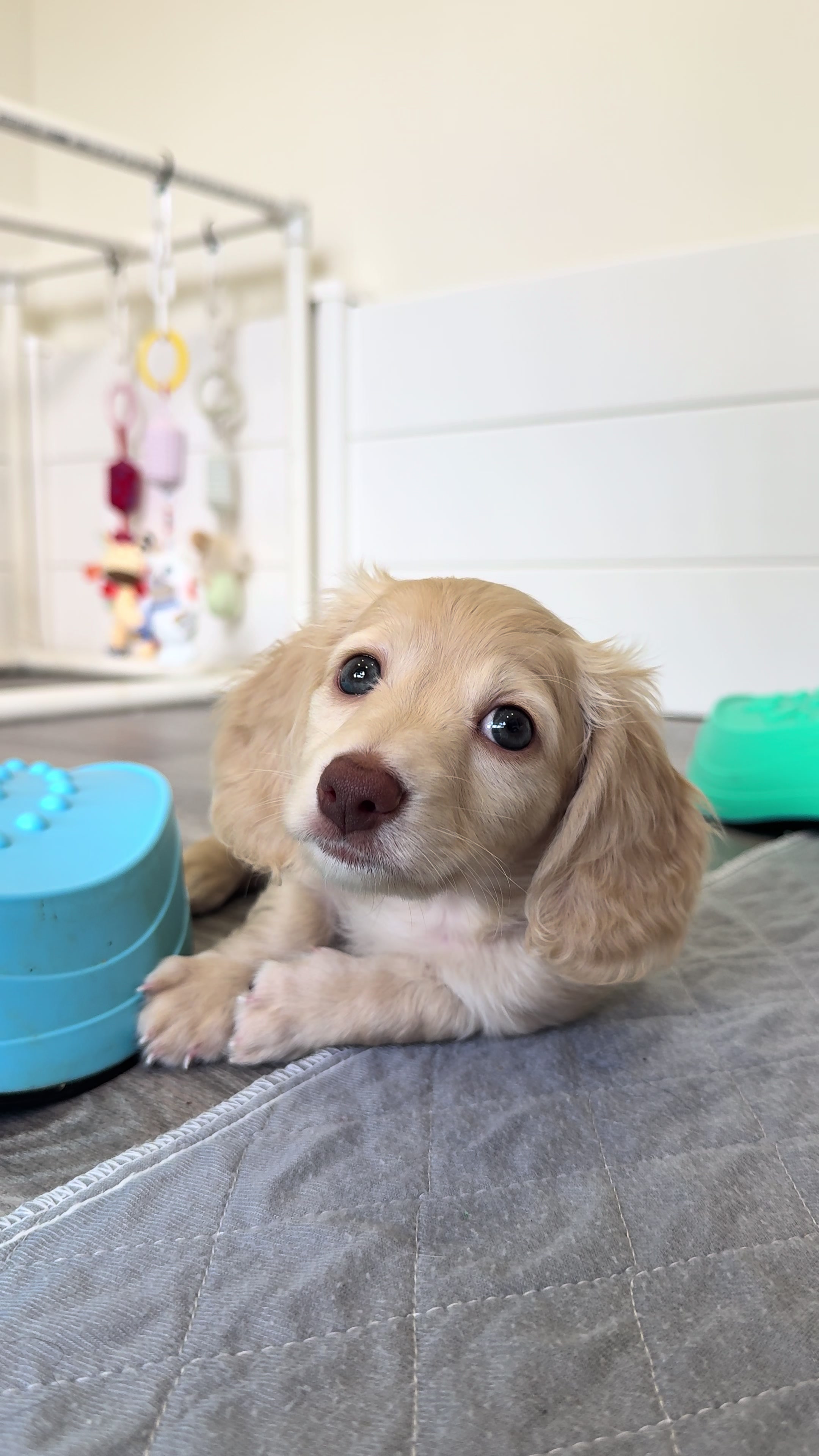 @Dachshund Dynasty