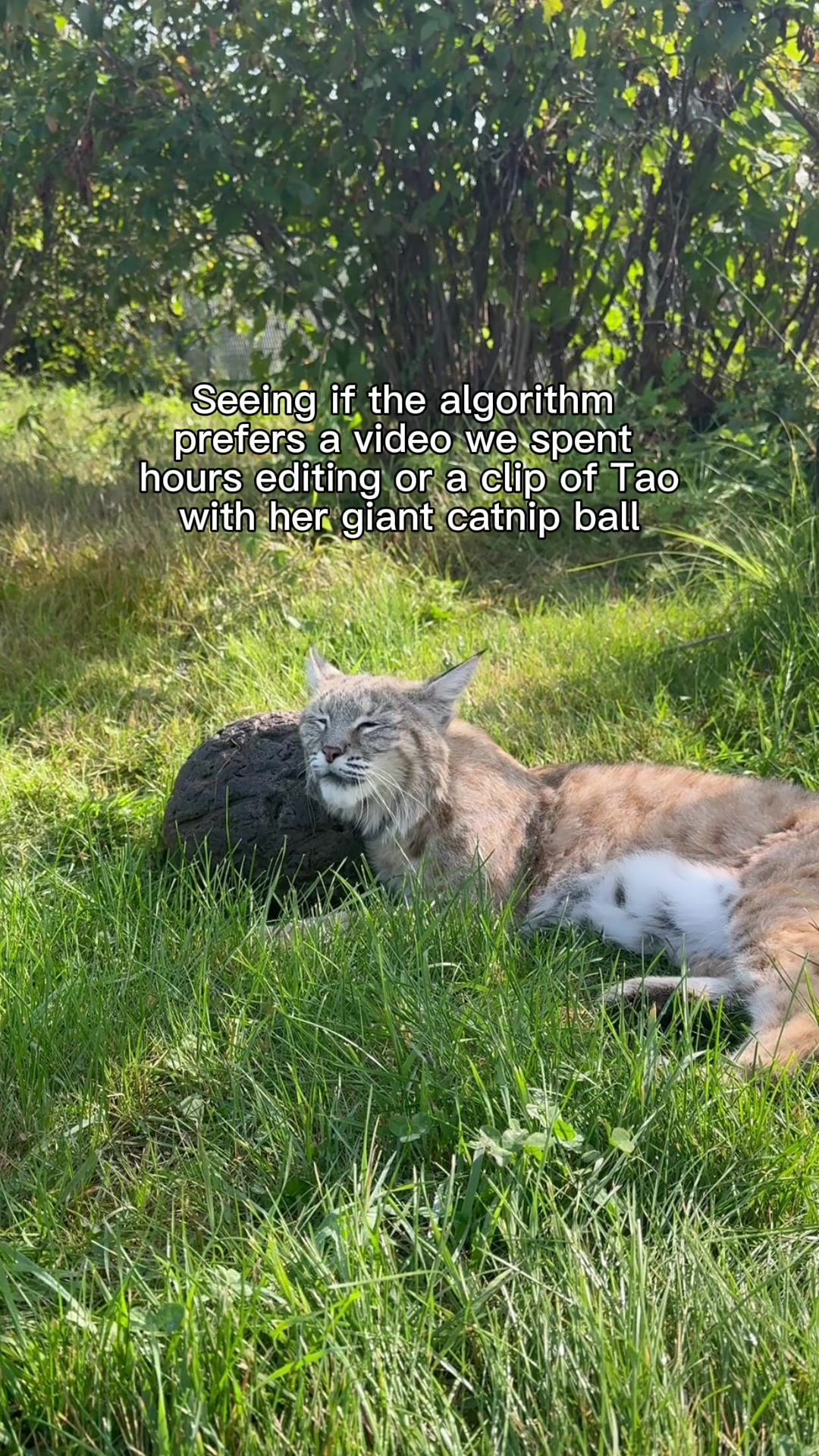 @The Wildcat Sanctuary
