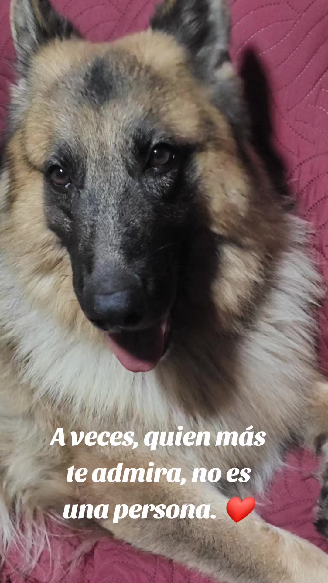 @Cachorretezeus