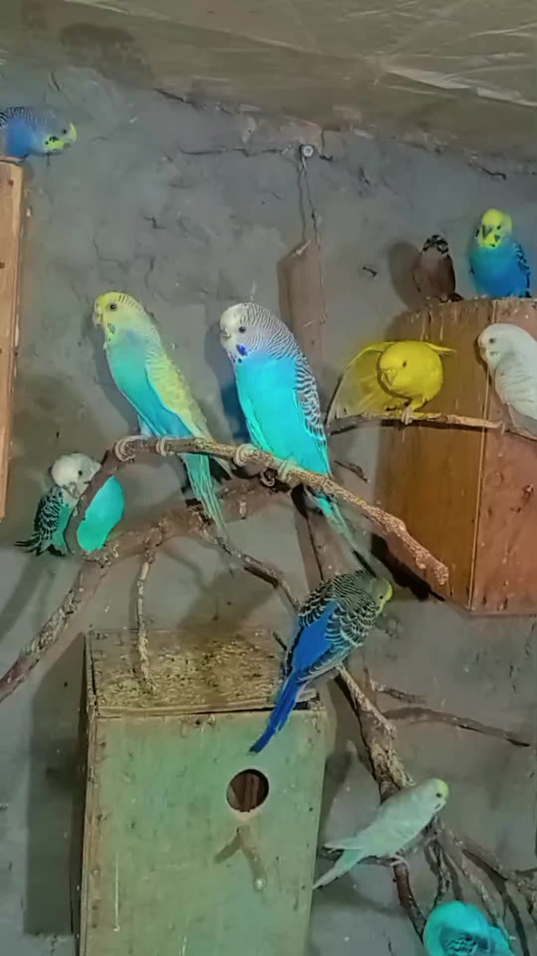 @Թութակներ🦜🐕🦺🐇