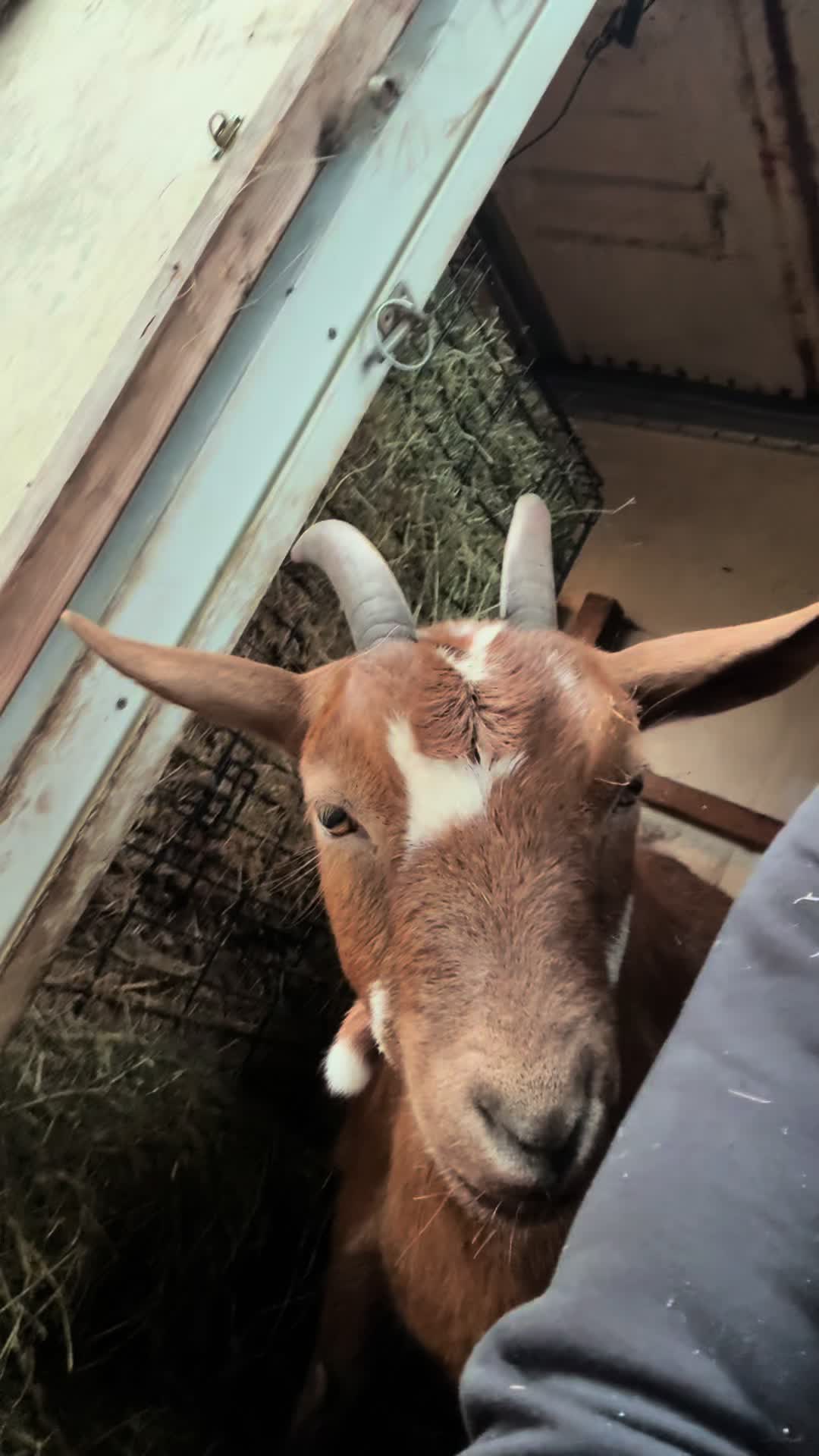 @♥️My little Ranch♥️