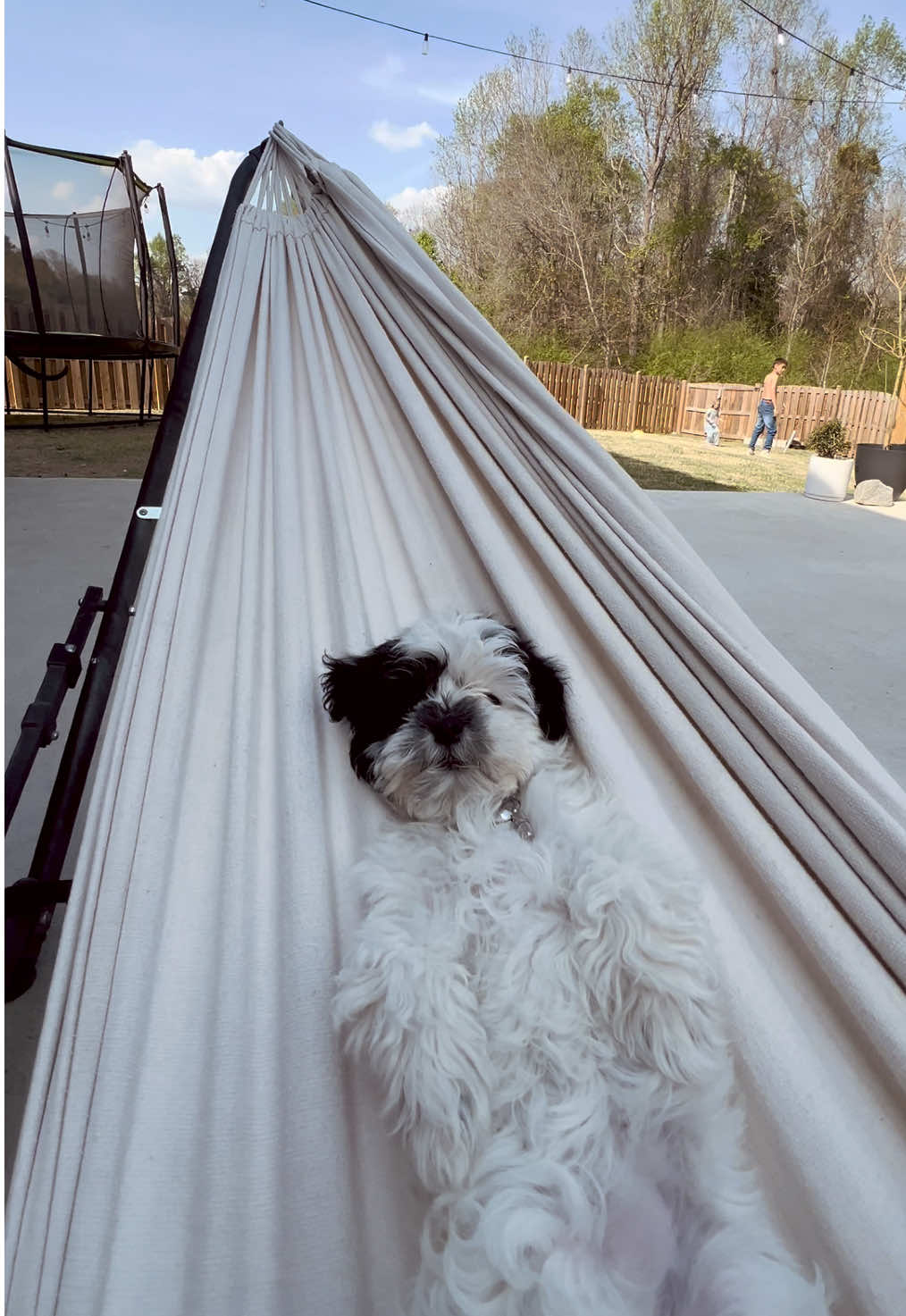 @Dobby_elchihuahua